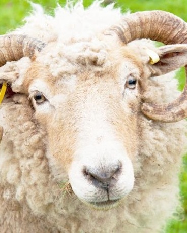 羊与帝国不得不说的故事