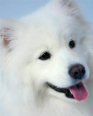 给这帮畜生上节语文课