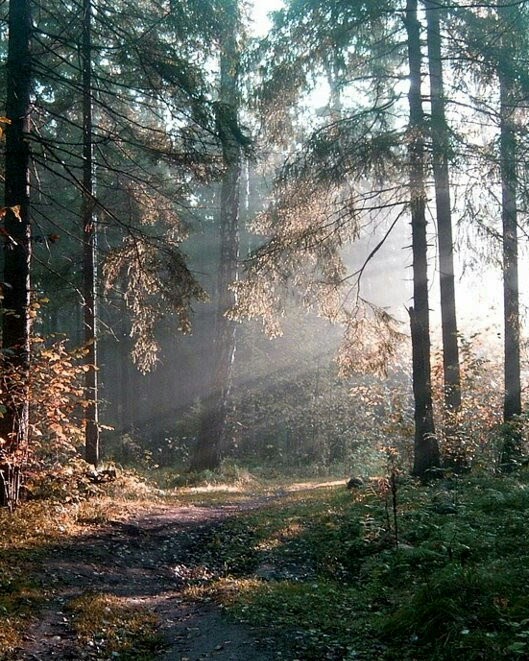 失落森林|失落森林小说|失落森林TXT下载-SF轻