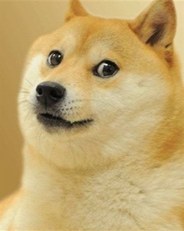 我单身狗的女人被绑架了