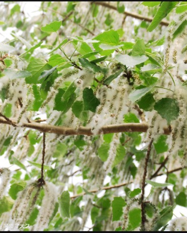 风絮Catkin