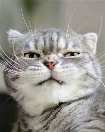 喵星人的幸福生活