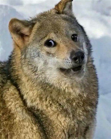 我只想当一个普通人而已