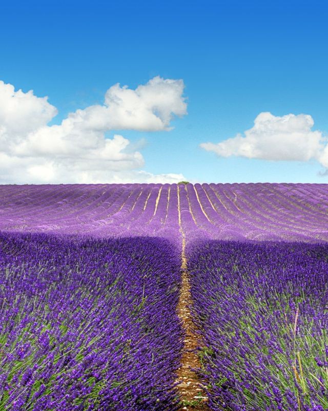 蓝樱之海的秘密