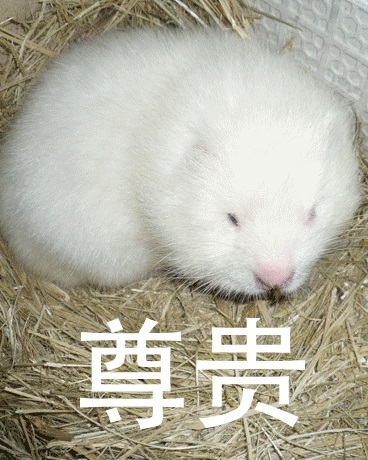 身为竹鼠之王的义务