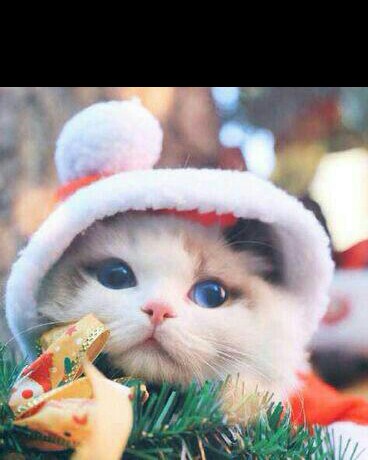 米勒先生的悠哉随笔时间