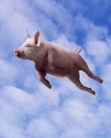 没有主角光环的猪