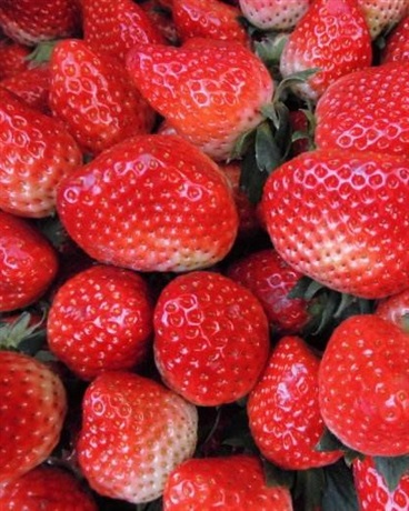 最强材料制造者