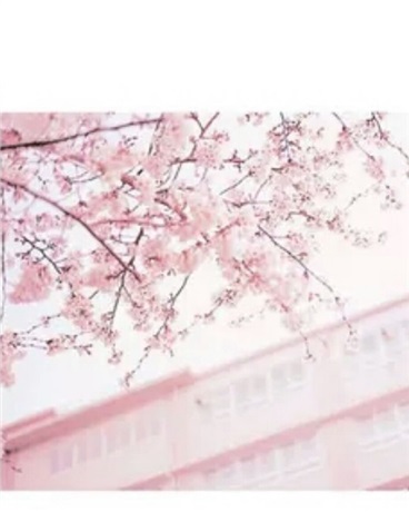 不想进学生会的我真是打扰了