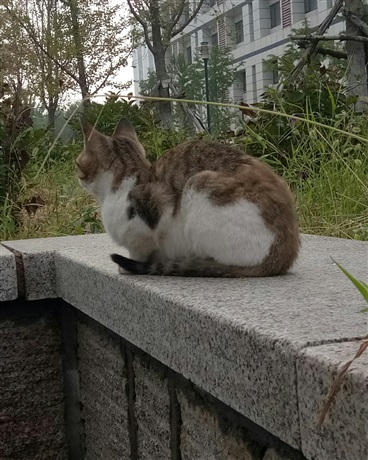 阿哈姆特不想努力