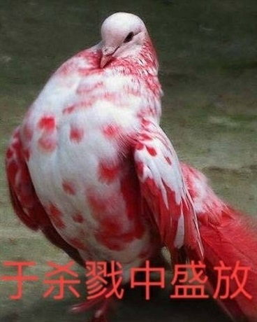 暗影之魂