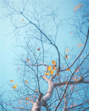 那年飘落的枫叶