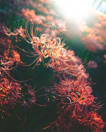 乱江湖之唐末暗流