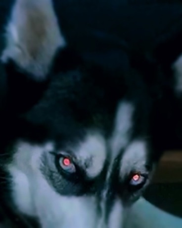 我是一个莫得感情的魔王