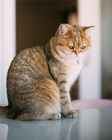 拥有战神系统的我是不是无敌了