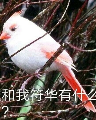 明日方舟中的阿fu