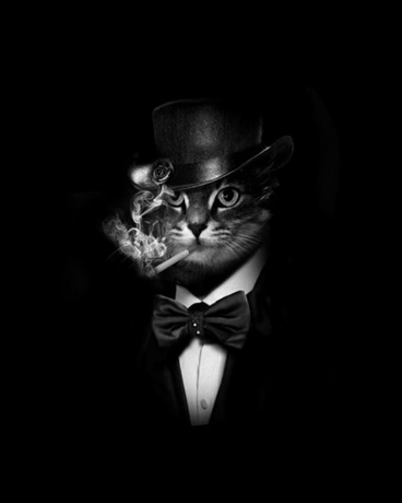 猫先生的打工仔