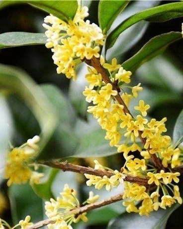 只要名字够长就是小说了吧