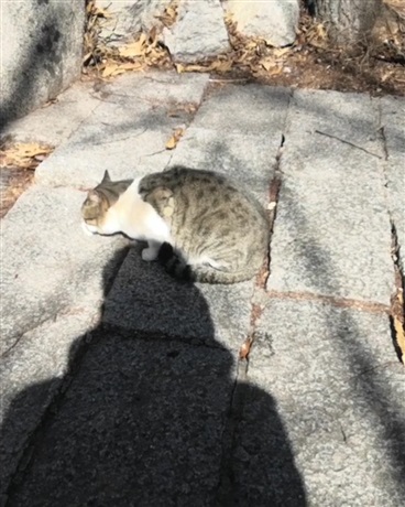 咙高的问题儿童