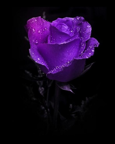 在深淵中綻放的終極之花