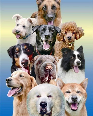 问世间狗为何物