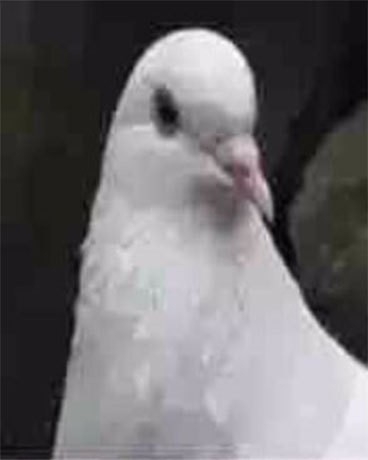 一个排斥鸽子作者的世界