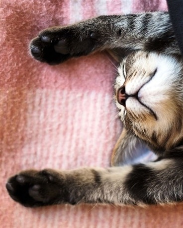 重生异世界才不要做绒布球