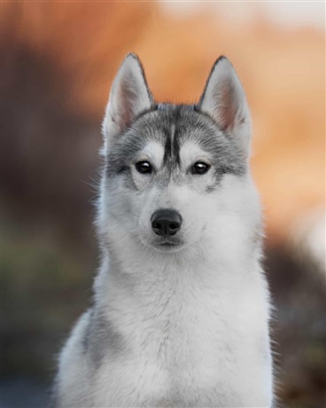 十分普通的世界修仙