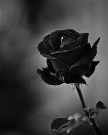 我竟然成了一株花