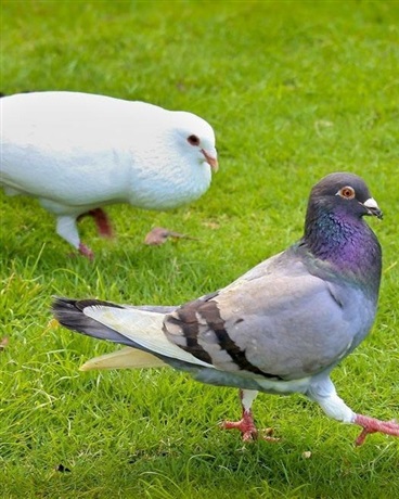 永远无法达到完美结局的世界