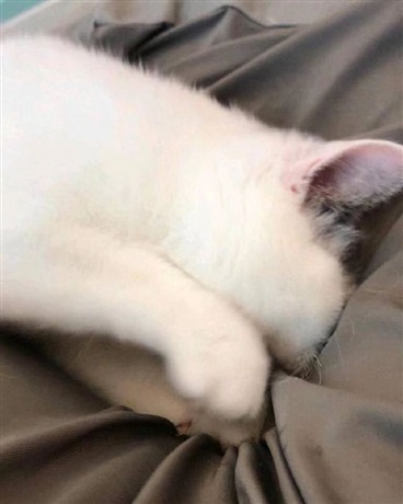 卡卡西的约战咸鱼日常