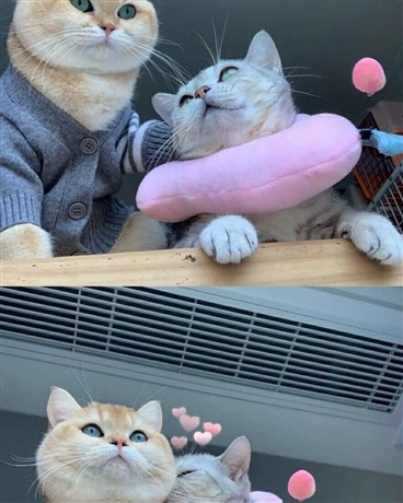 爱情公寓改造版