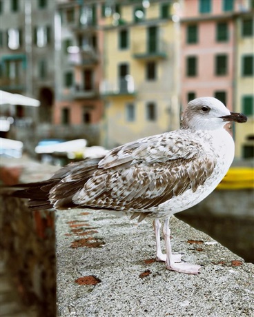 亲戚户神的综漫之旅
