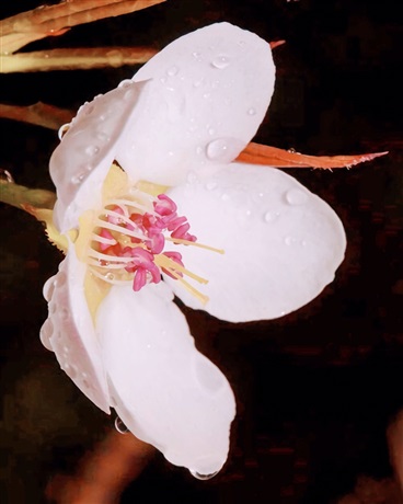 梨花PyrusBlossom