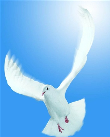 来自某一碗鸽子汤的怨念