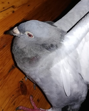 乌鸦先生的奇妙冒险