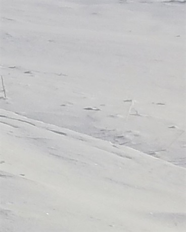 我和女武神的日常