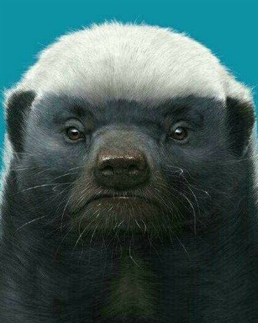 草原霸主平头哥