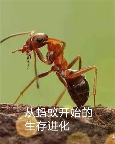 从蚂蚁开始的生存进化