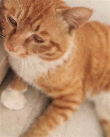 女友复活变成我的猫