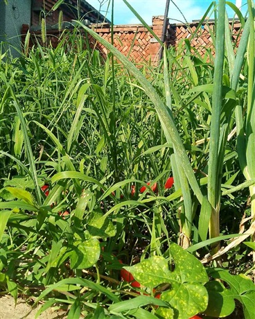 一个闲人的短篇小说集