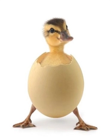 我的妖精女友们