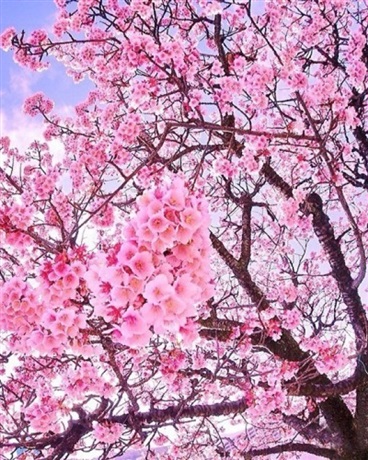 樱花下的星子小姐