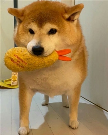 变成一只企鹅后去攻略美少女吧