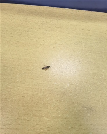 接受吸血鬼的奴役还是反抗