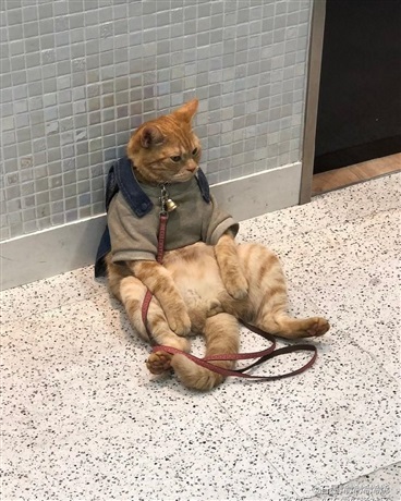 从雪地里捡回来的无脑少年