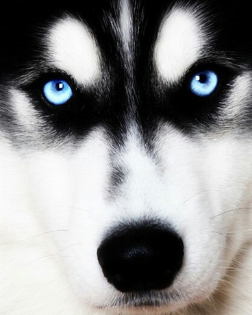 关于我是大孝子这件事