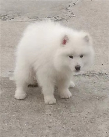 天帝：巅峰之上