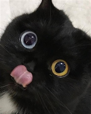 美好异世的赞歌