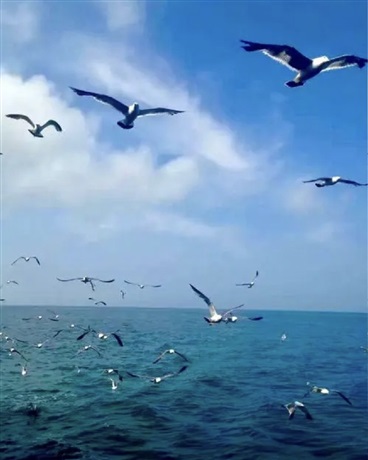 海之子曾与你许下的誓言